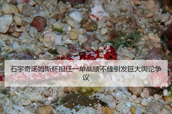 石宇奇汤姆斯杯担任一单战绩不佳引发巨大舆论争议